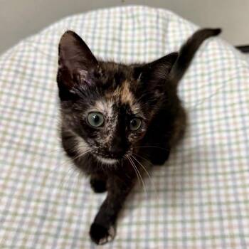 Quik Trip -  Domestic Short Hair Cat for Adoption in Kansas City, Missouri - Quik Trip | PetCurious
