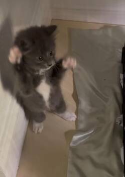 Boots -  Domestic Medium Hair Cat for Adoption in Bonita Springs, Florida - Boots | PetCurious