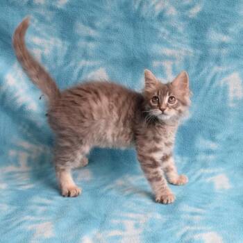 Duckie -  Domestic Short Hair Cat for Adoption in Eureka, California - Duckie | PetCurious