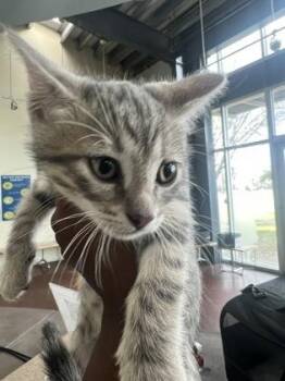 Domestic Short Hair Cats Available for Adoption - Mosey | PetCurious