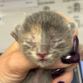 Erin -  Domestic Short Hair Cat for Adoption in Corpus Christi, Texas - Erin | PetCurious