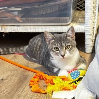 Bonnie -  Domestic Short Hair Cat for Adoption in Lincoln, Nebraska - Bonnie | PetCurious