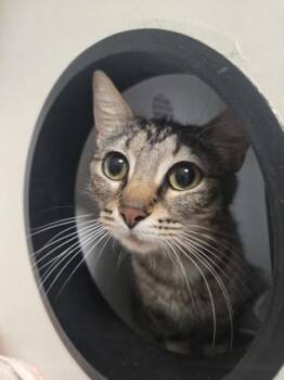 Sourdough -  Domestic Short Hair Cat Available for Adoption in Savannah, Georgia - Sourdough | PetCurious