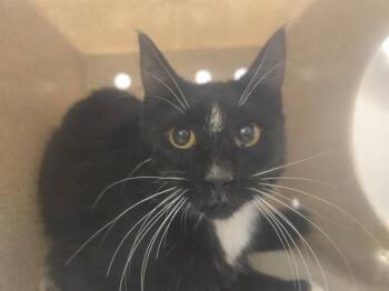 BARN CAT PAT -  Domestic Short Hair Cat for Adoption in Kent, Washington - BARN CAT PAT | PetCurious