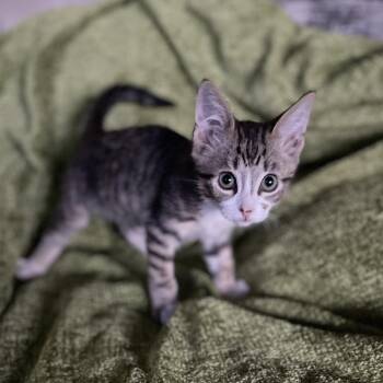 Rescue Tabby and Domestic Short Hair Cats for Adoption in Wyandotte, Michigan - Wiggles | PetCurious