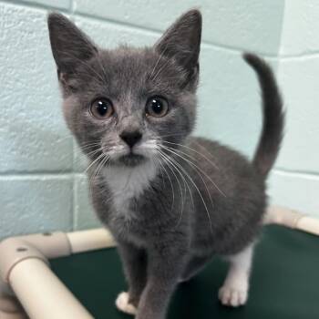 Konsti -  Domestic Short Hair and Mixed Breed Cat for Adoption in Spruce Pine, North Carolina - Konsti | PetCurious