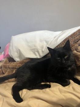 Rescue Domestic Short Hair Cats for Adoption - Spook | PetCurious