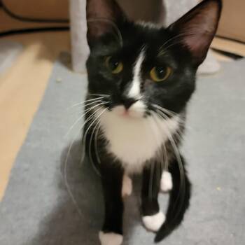 Beatrix -  Tuxedo and Domestic Medium Hair Cat for Adoption in Rockford, Illinois - Beatrix | PetCurious