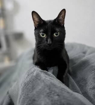 Ava -  Bombay Cat for Adoption in Liverpool, Texas - Ava | PetCurious