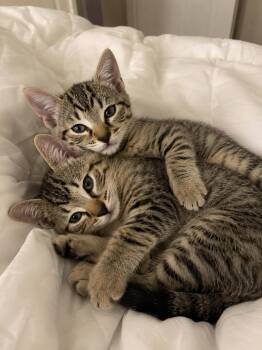 Honey & Bear -  Domestic Short Hair Cat for Adoption in Long Beach, California - Honey & Bear | PetCurious