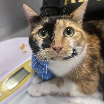 Phoebe -  Domestic Short Hair Cat for Adoption in Summerville, South Carolina - Phoebe | PetCurious
