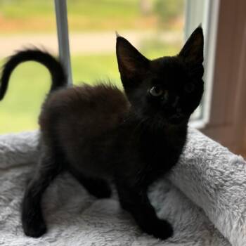 Carl Dean -  Domestic Short Hair Cat for Adoption in La Grange, Kentucky - Carl Dean | PetCurious