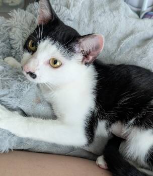 Domestic Short Hair Cats Available for Adoption - Juliet | PetCurious