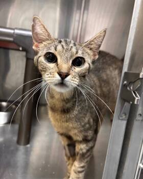 Precious -  Domestic Short Hair Cat for Adoption in Stillwater, Oklahoma - Precious | PetCurious