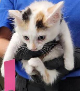 A882832 -  Domestic Short Hair Cat for Adoption in Camarillo, California - A882832 | PetCurious