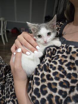 Regina Mean Girls -  Domestic Short Hair Cat for Adoption in Trenton, New Jersey - Regina Mean Girls | PetCurious