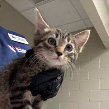 Domestic Medium Hair Cats Available for Adoption in Reno, Nevada - Big City | PetCurious
