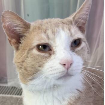 Nacho -  Domestic Short Hair Cat for Adoption in Syracuse, New York - Nacho | PetCurious