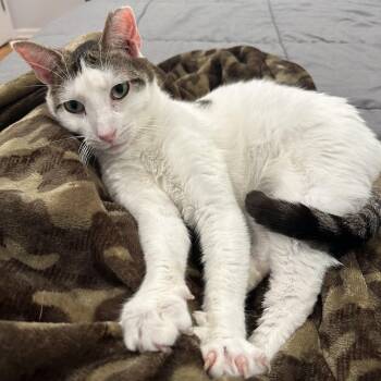Churro -  Domestic Short Hair Cat for Adoption in Norwalk, Connecticut - Churro | PetCurious