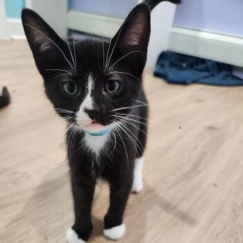 Rescue Domestic Short Hair Cats for Adoption in Portage, Michigan - Gillywater | PetCurious