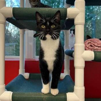 Rescue Domestic Short Hair Cats for Adoption in North Haven, Connecticut - Cactus | PetCurious