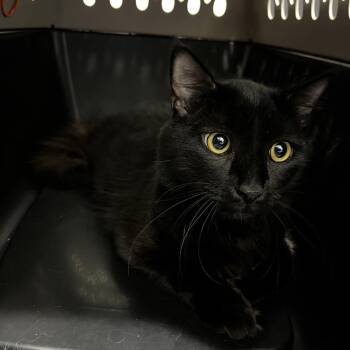 Domestic Short Hair Cats Available for Adoption in Tampa, Florida - Batman | PetCurious