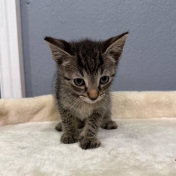 Pancake -  Domestic Short Hair Cat for Adoption in NEW PT RICHEY, Florida - Pancake | PetCurious