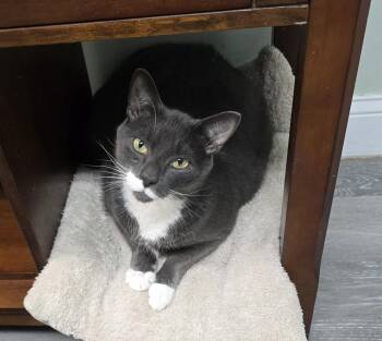 W2 Mr. Mittens -  Domestic Short Hair Cat for Adoption in Southbury, Connecticut - W2 Mr. Mittens | PetCurious