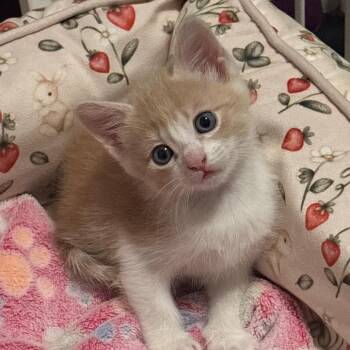 Domestic Short Hair Cats Available for Adoption in Madison, Wisconsin - Fava | PetCurious