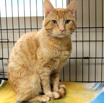 Rufus -  Domestic Short Hair Cat for Adoption in Mansfield, Massachusetts - Rufus | PetCurious