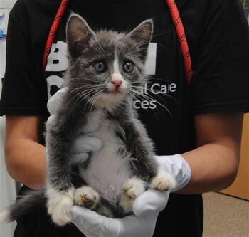 OLIVE -  Domestic Medium Hair and Domestic Short Hair Cat for Adoption in Albuquerque, New Mexico - OLIVE | PetCurious
