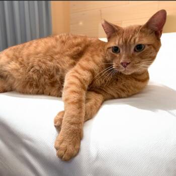 Garfield -  Domestic Short Hair Cat for Adoption in Long Beach, California - Garfield | PetCurious