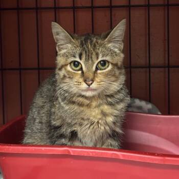 Rescue Domestic Short Hair Cats for Adoption in Vineland, New Jersey - Aura | PetCurious