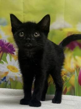 Domestic Short Hair Cats Available for Adoption in San Antonio, Texas - Sake | PetCurious
