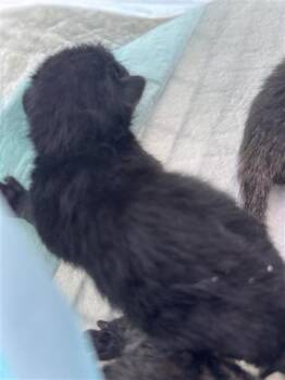 Domestic Short Hair Cats Available for Adoption in Houston, Texas - SHADOW | PetCurious