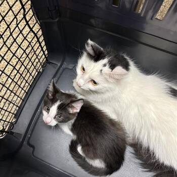 Amoly -  Domestic Medium Hair Cat for Adoption in Tempe, Arizona - Amoly | PetCurious