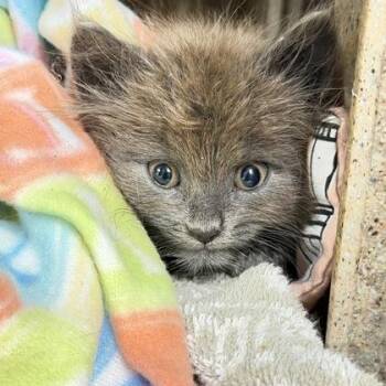 Meep Meep -  Domestic Short Hair Cat for Adoption in Daytona Beach, Florida - Meep Meep | PetCurious