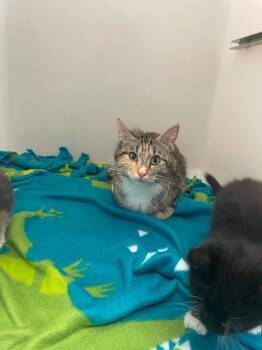 Domestic Short Hair Cats Available for Adoption in Columbia, Tennessee - Cherry Anne | PetCurious