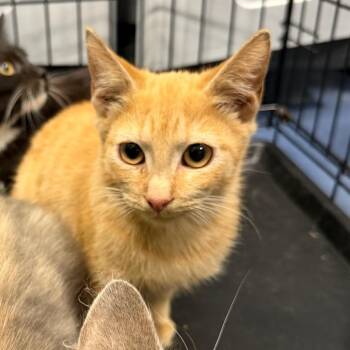Toad -  Domestic Short Hair Cat for Adoption in Greensboro, North Carolina - Toad | PetCurious