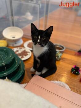 Rescue Domestic Short Hair Cats for Adoption in Elwood, New York - Juggler - Circus Baby | PetCurious