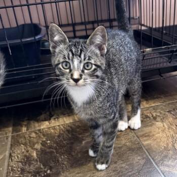Black Tiger -  Domestic Short Hair Cat for Adoption in Priest River, Idaho - Black Tiger | PetCurious