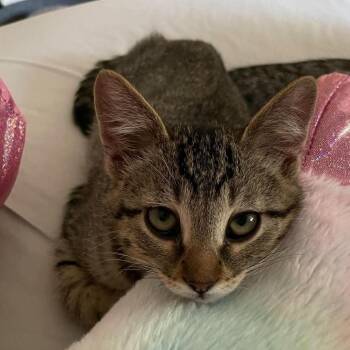 Cayenne Bingham -  Domestic Short Hair Cat for Adoption in Eagle Mountain, Utah - Cayenne Bingham | PetCurious