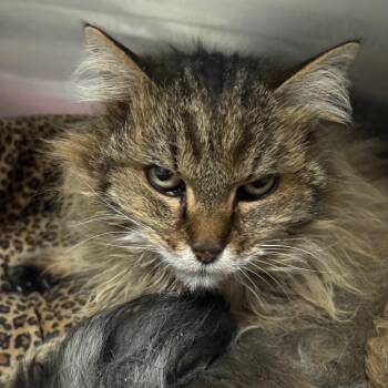 Domestic Long Hair Cats Available for Adoption - Maribelle | PetCurious