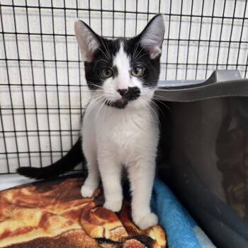 Bill -  Domestic Short Hair Cat for Adoption in Chilton, Wisconsin - Bill | PetCurious
