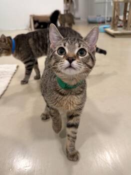 Domestic Short Hair Cats Available for Adoption - Caramel | PetCurious