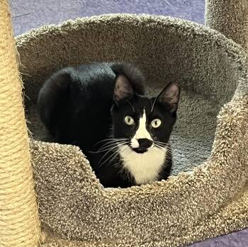 Rescue Domestic Short Hair Cats for Adoption in Harrison, New York - Billie | PetCurious
