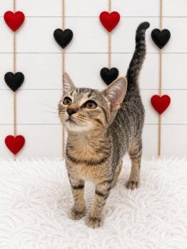 Katherine -  Domestic Short Hair Cat for Adoption in Corpus Christi, Texas - Katherine | PetCurious