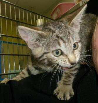 Peter -  Domestic Short Hair Cat for Adoption in Plover, Wisconsin - Peter | PetCurious