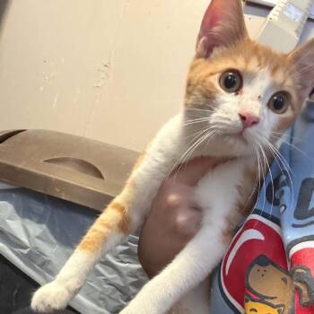 Casey Jones -  Domestic Short Hair Cat for Adoption in Stephenville, Texas - Casey Jones | PetCurious