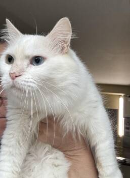 Rockie -  Turkish Angora and British Shorthair Cat for Adoption in Brampton, Ontario - Rockie | PetCurious